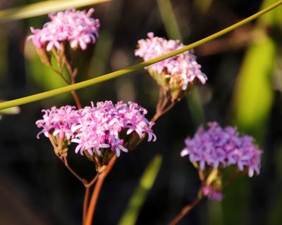 Corymbium glabrum, photographed by Tony Rebelo