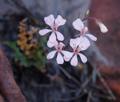 Pelargonium pinnatum, photographed by Tony Rebelo