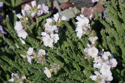 Polemonium viscosum, photographed by Spencer Quayle
