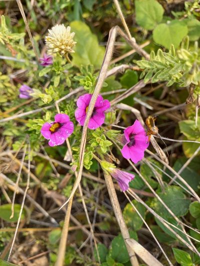 Calibrachoa heterophylla, photographed by JG