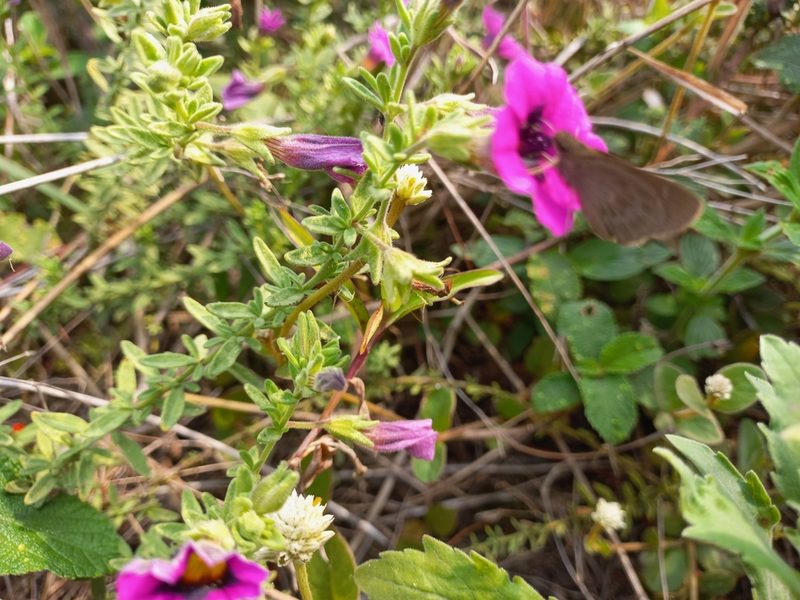 Calibrachoa heterophylla, photographed by JG