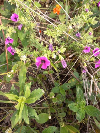 Calibrachoa heterophylla, photographed by JG