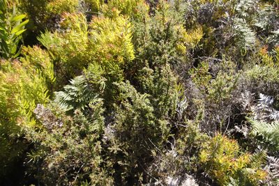 Cliffortia ruscifolia, photographed by Tony Rebelo