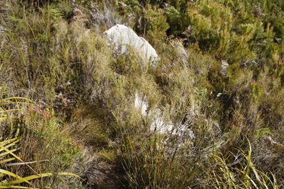 Pseudopentameris macrantha, photographed by Tony Rebelo