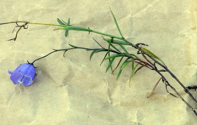 Campanula rotundifolia, photographed by Michael Hansen