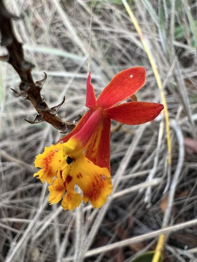 Epidendrum ibaguense, photographed by Nicolás Baresch Uribe