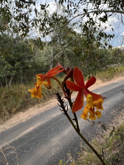 Epidendrum ibaguense, photographed by Nicolás Baresch Uribe