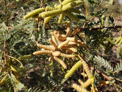 Strombocarpa pubescens, photographed by Tyler Bishop