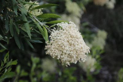 Buddleja saligna, photographed by Tony Rebelo