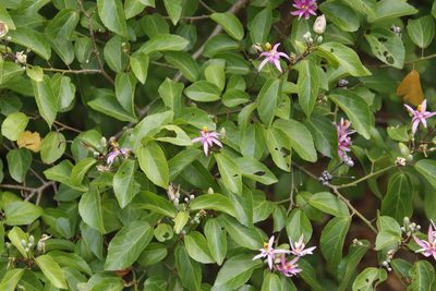 Grewia occidentalis, photographed by Tony Rebelo