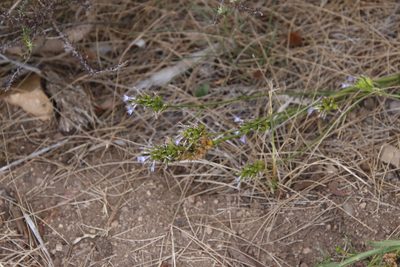 Lobelia comosa, photographed by Tony Rebelo
