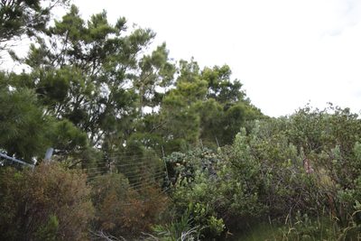 Casuarina cunninghamiana, photographed by Tony Rebelo