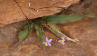 Cyanella hyacinthoides, photographed by Tony Rebelo