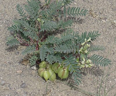 Astragalus aquilonius, photographed by Wendy McCrady