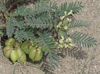 Astragalus aquilonius, photographed by Wendy McCrady