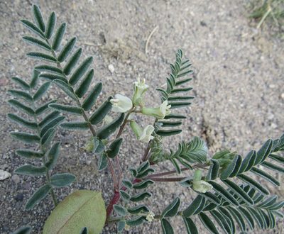 Astragalus aquilonius, photographed by Wendy McCrady
