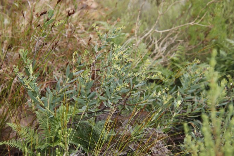 Lobostemon glaucophyllus, photographed by Tony Rebelo