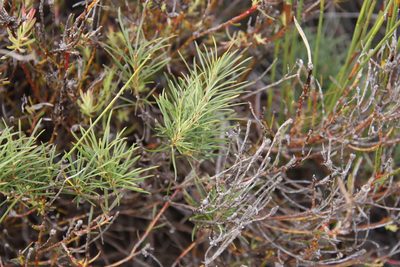 Searsia rosmarinifolia, photographed by Tony Rebelo