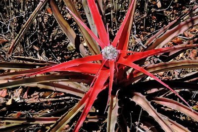 Bromelia serra, photographed by Hugo Hulsberg