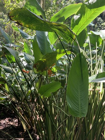 Stromanthe stromanthoides, photographed by julianazuluaga-carrero