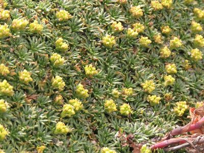 Azorella trifurcata, photographed by Federico Muñoz