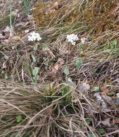 Noccaea thlaspidioides, photographed by Nina Filippova