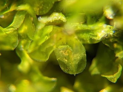 Syntrichia latifolia, photographed by Dan Wrench