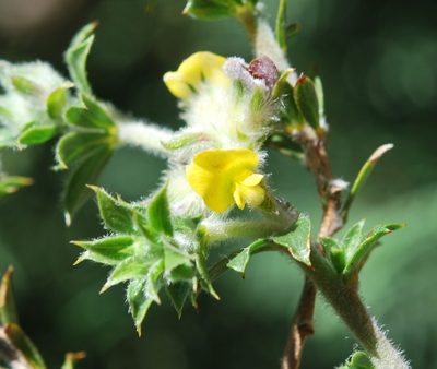 Aspalathus venosa, photographed by Charles Stirton
