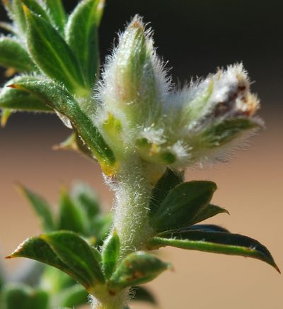 Aspalathus venosa, photographed by Charles Stirton