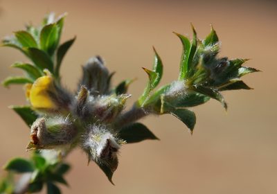 Aspalathus venosa, photographed by Charles Stirton