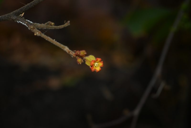 Physodium adenodes, photographed by Dante S. Figueroa