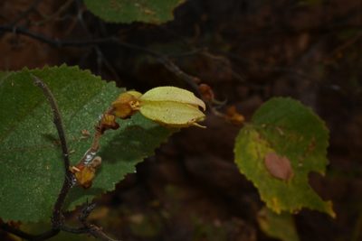 Physodium adenodes, photographed by Dante S. Figueroa