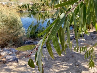 Salix gooddingii, photographed by Tyler Bishop