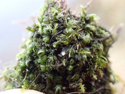 Fissidens bryoides, photographed by Randal