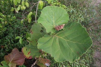 Coccoloba pubescens, photographed by Brian Oakes Haiti Hunter