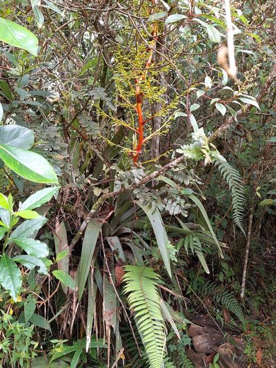 Guzmania diffusa, photographed by Ángela María Gómez M