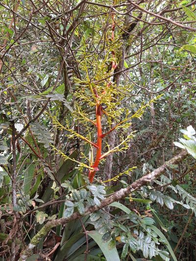 Guzmania diffusa, photographed by Ángela María Gómez M
