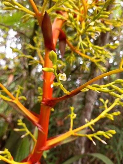 Guzmania diffusa, photographed by Ángela María Gómez M