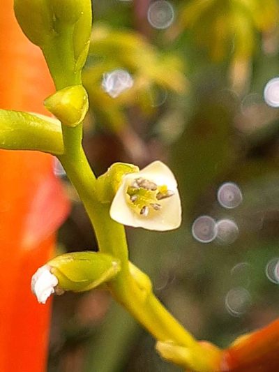 Guzmania diffusa, photographed by Ángela María Gómez M