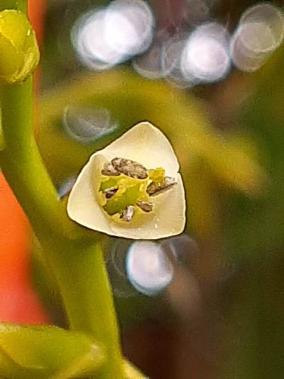 Guzmania diffusa, photographed by Ángela María Gómez M