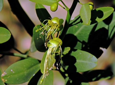 Morisonia speciosa, photographed by Hugo Hulsberg