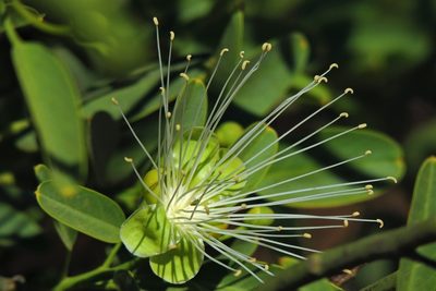 Morisonia speciosa, photographed by Hugo Hulsberg
