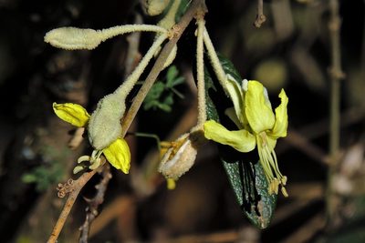 Morisonia salicifolia, photographed by Hugo Hulsberg