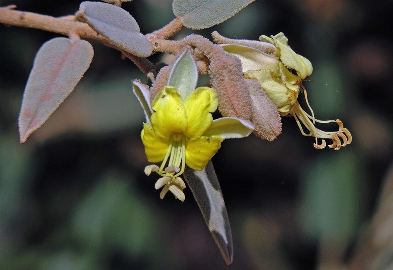 Morisonia salicifolia, photographed by Hugo Hulsberg