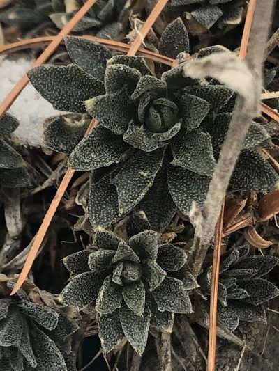 Draba arabisans, photographed by Marilyne Busque-Dubois