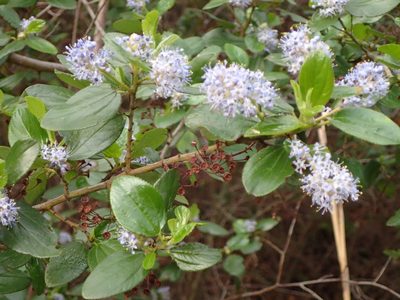 Ceanothus oliganthus, photographed by George Williams