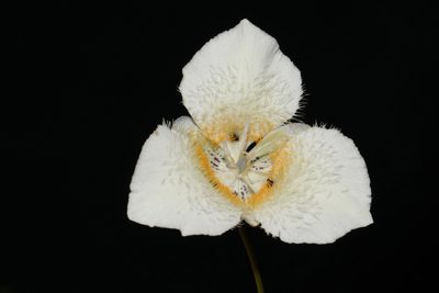 Calochortus apiculatus, photographed by Brian Finzel