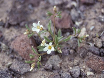 Linanthus campanulatus, photographed by Jim Morefield