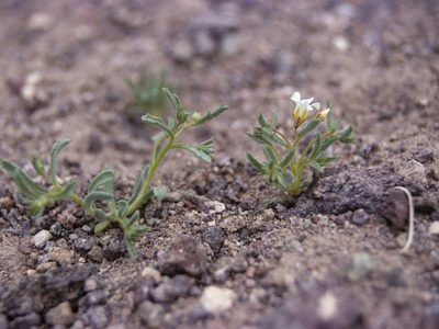 Linanthus campanulatus, photographed by Jim Morefield