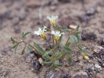 Linanthus campanulatus, photographed by Jim Morefield